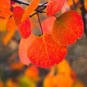 Meet your Posher, Pamela